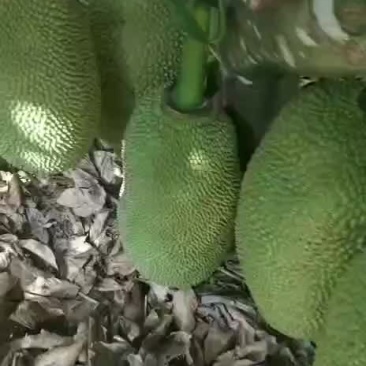 海南三亚青皮菠萝蜜