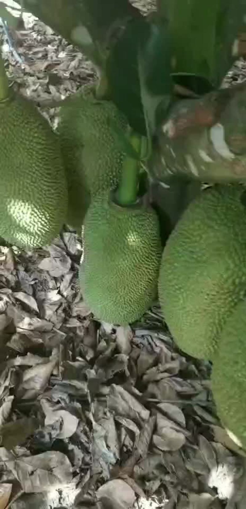 海南三亚青皮菠萝蜜
