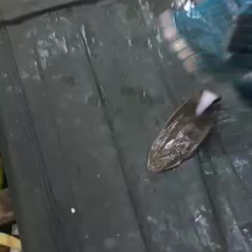 舌塌