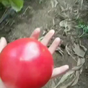 纯天然无公害西红柿熟了