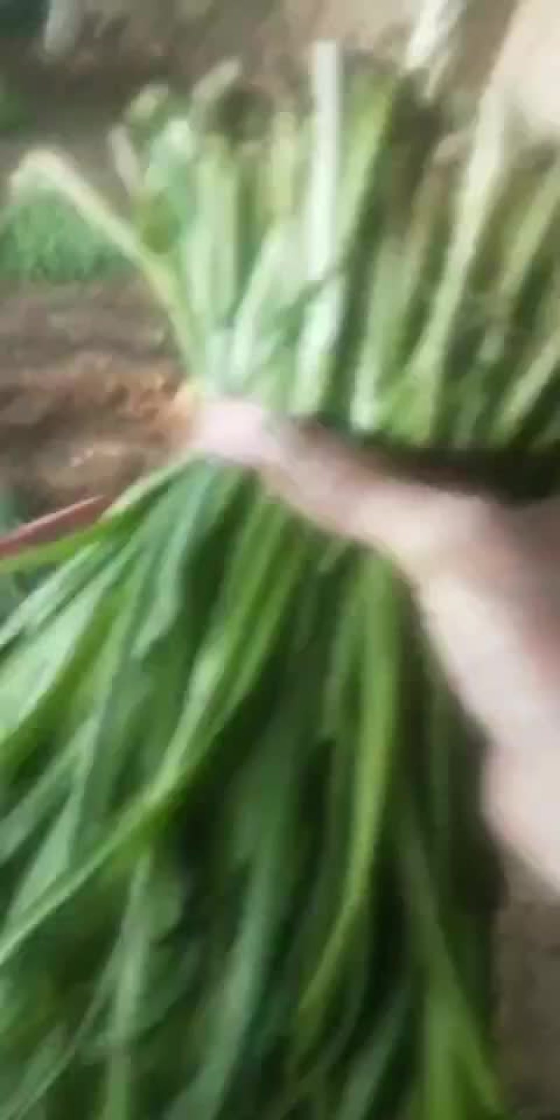韭菜