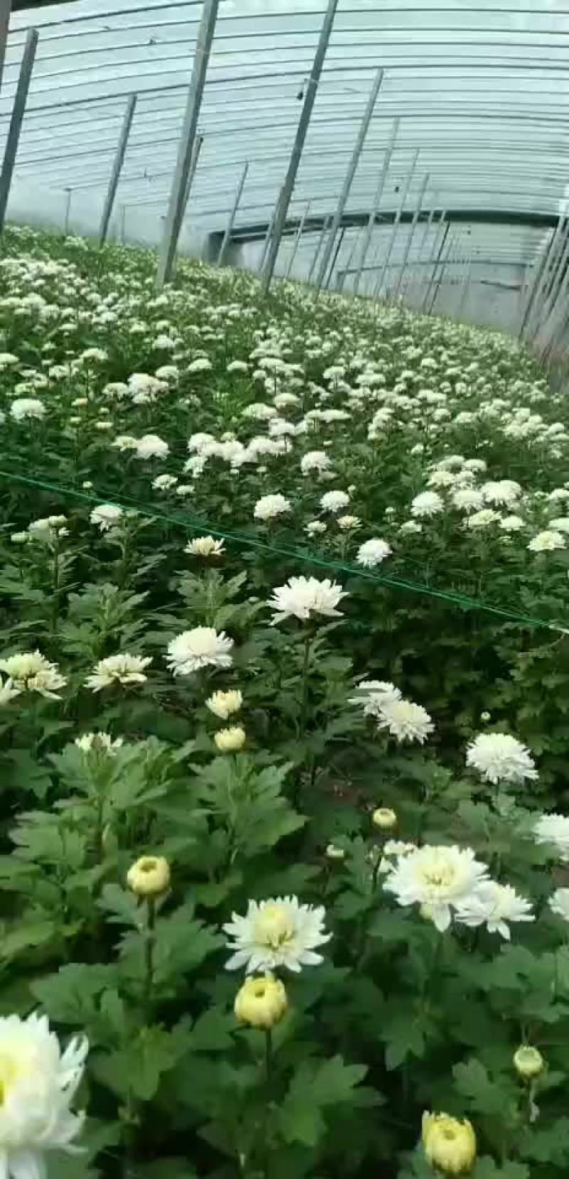 白菊花