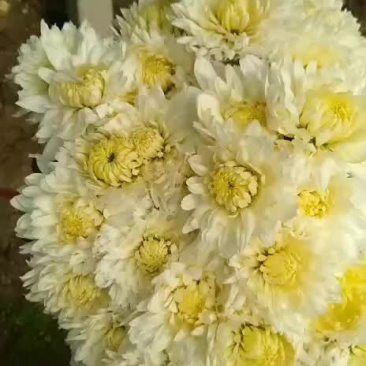 白菊花