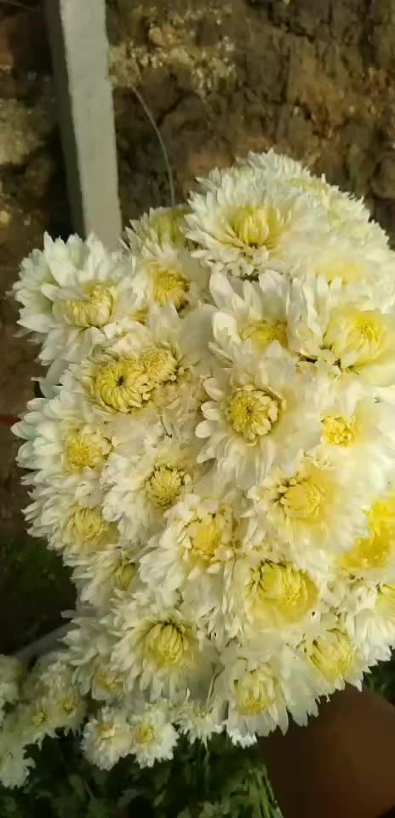 白菊花