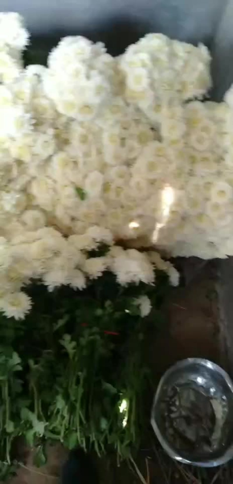 白菊花