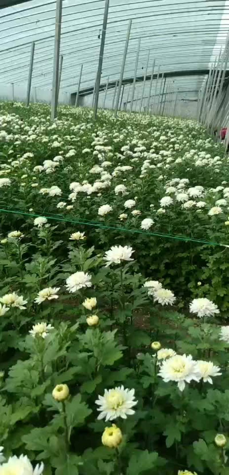 白菊花