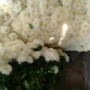 白菊花