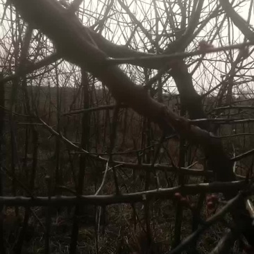 红梅常年供货，量大从优合作共赢