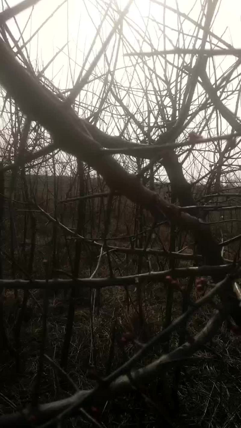 红梅常年供货，量大从优合作共赢