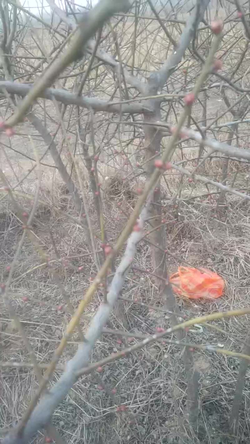 红梅常年供货，量大从优合作共赢
