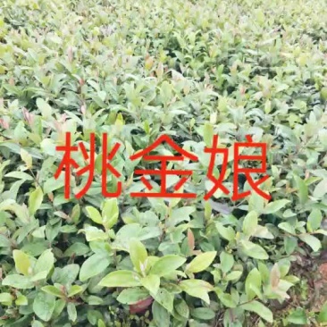 桃金娘苗(桃金娘批发)桃金娘价格，长期供应