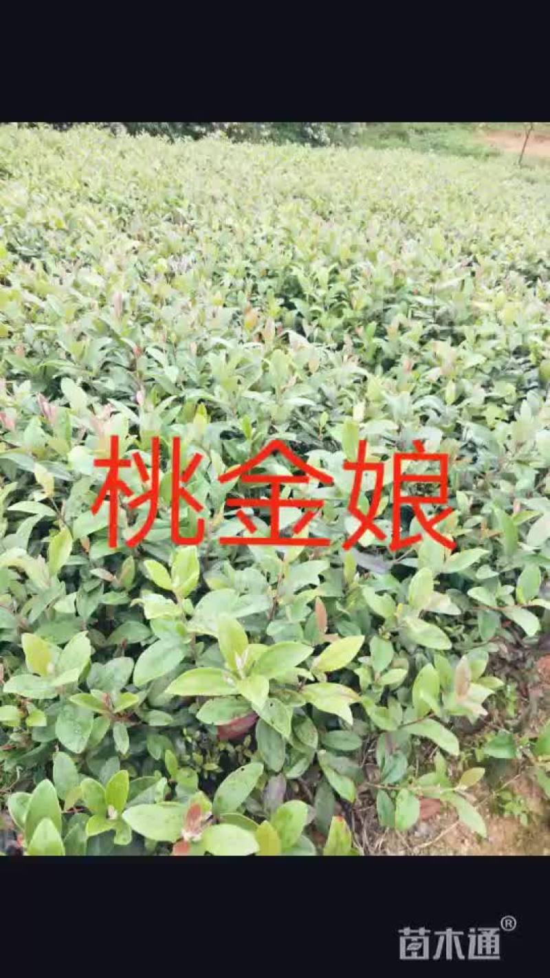 桃金娘苗(桃金娘批发)桃金娘价格，长期供应