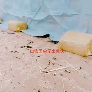 过夏草块