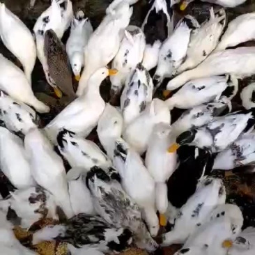 花边鸭