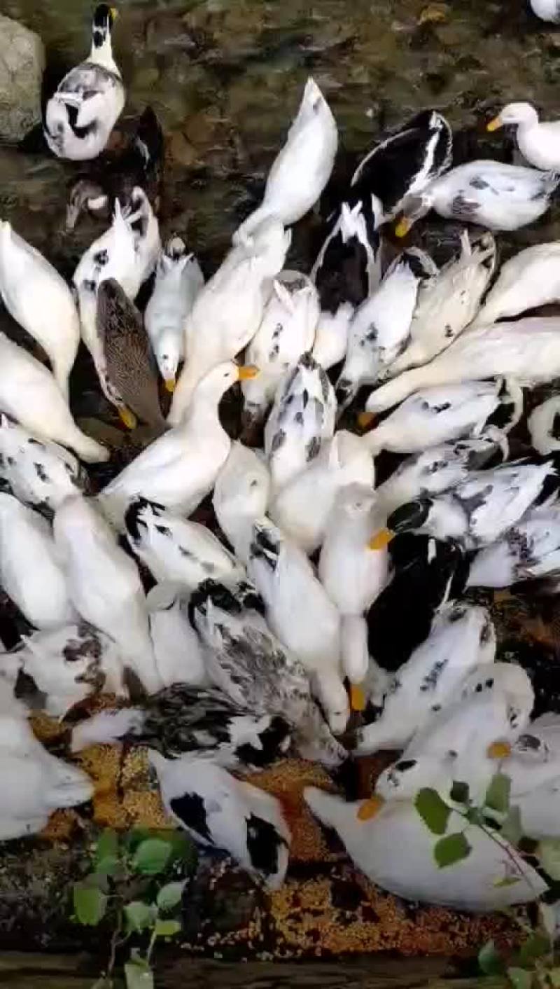 花边鸭