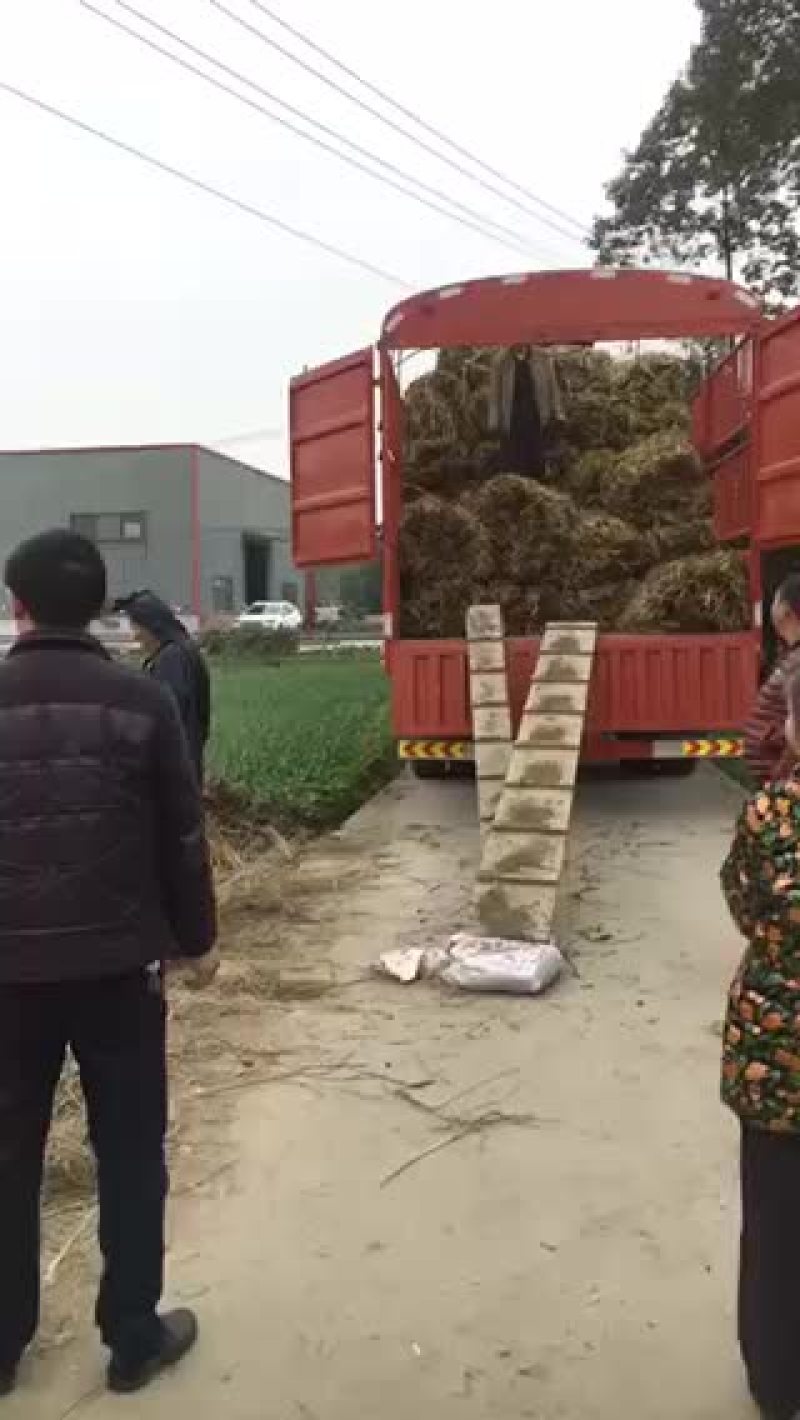 柳叶空心菜老杆子自产自销年产25万斤左右！