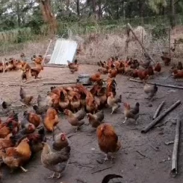 云香醉鸡（土鸡）山林放养鸡