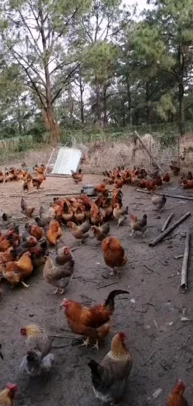 云香醉鸡（土鸡）山林放养鸡