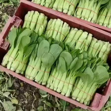 精品菜苔