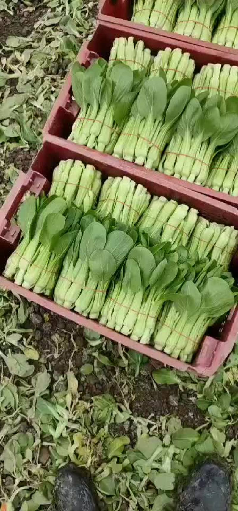 精品菜苔
