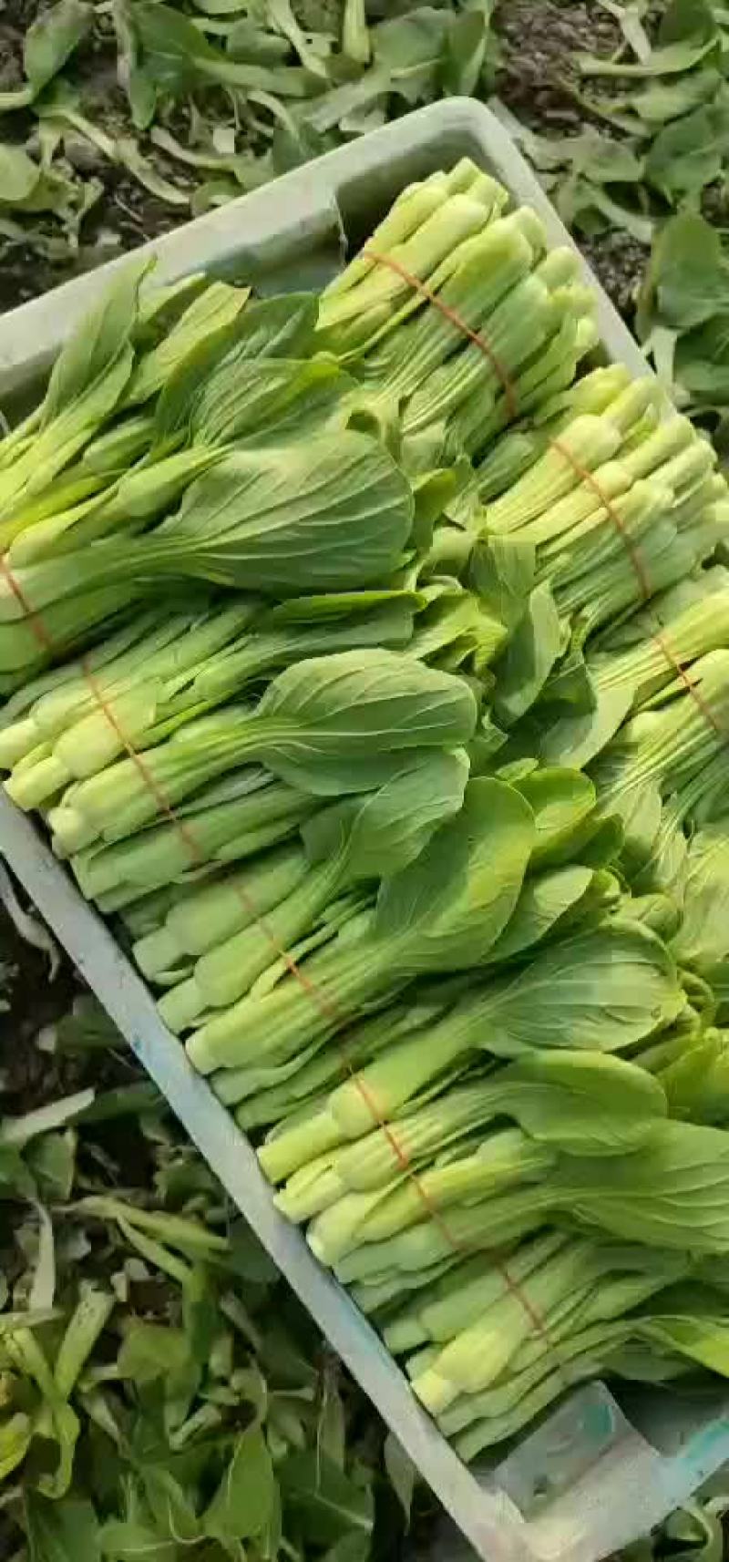 精品菜苔