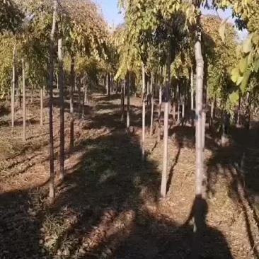 金叶垂榆圃地苗规格全价格合理东北金叶垂榆树