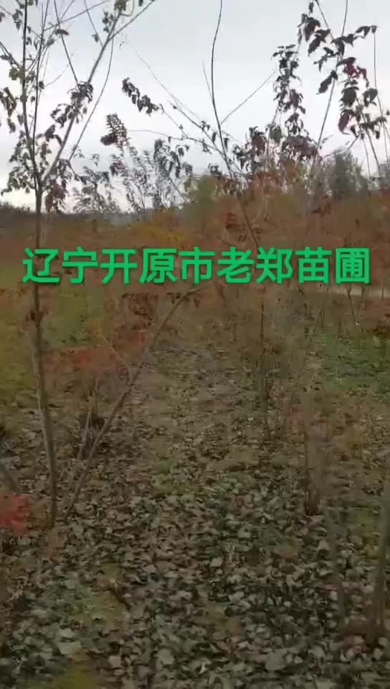 金叶垂榆圃地苗规格全价格合理东北金叶垂榆树