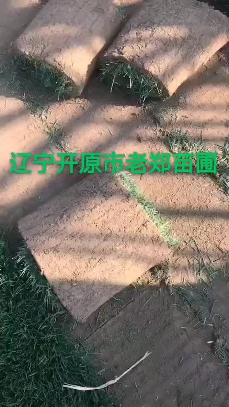 金叶垂榆圃地苗规格全价格合理东北金叶垂榆树