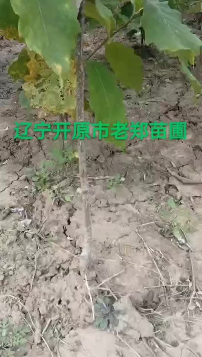 金叶垂榆圃地苗规格全价格合理东北金叶垂榆树