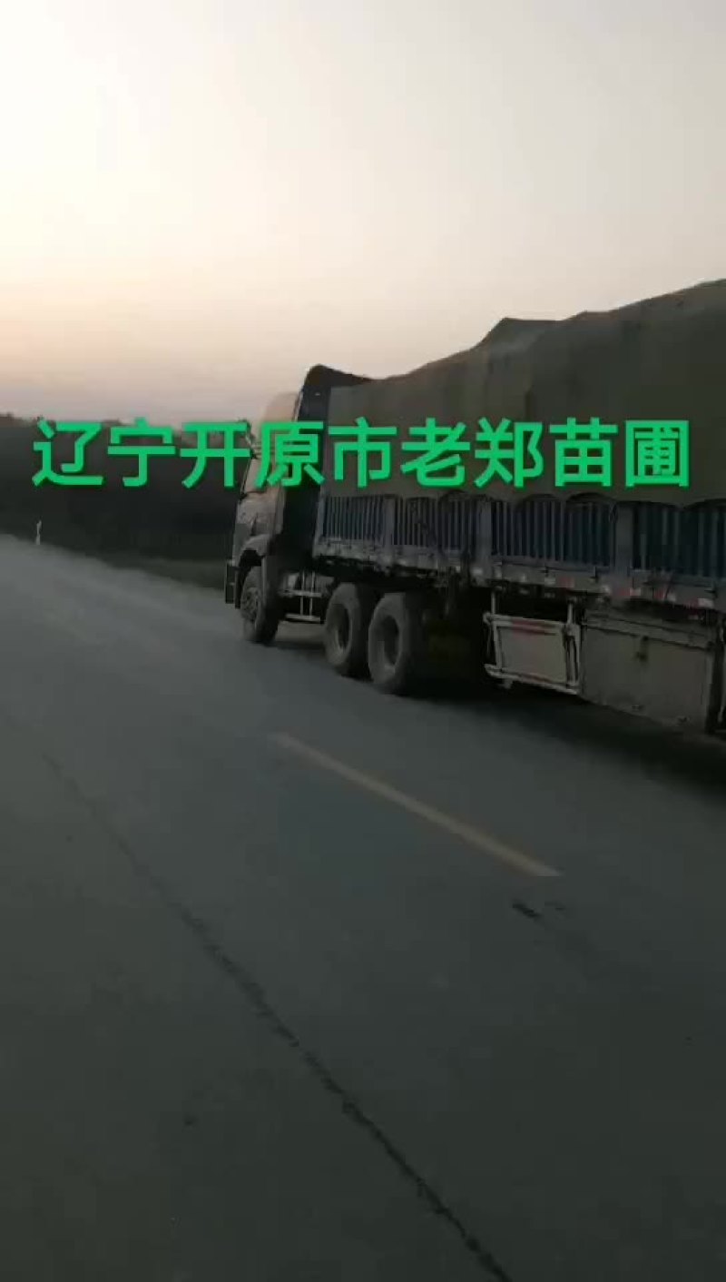 金叶垂榆圃地苗规格全价格合理东北金叶垂榆树