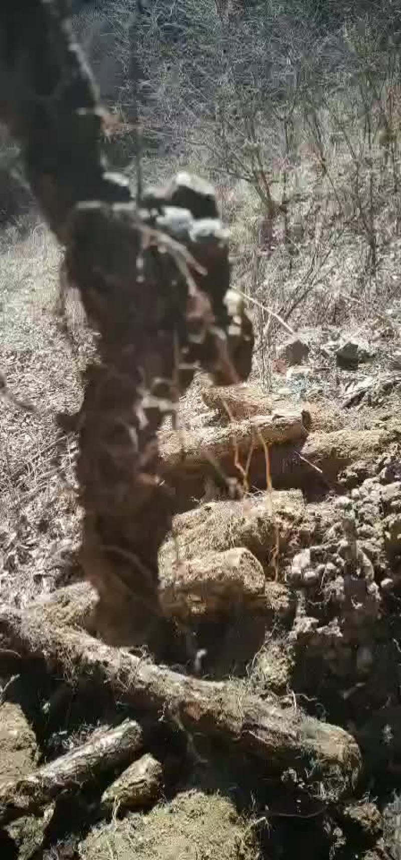 野猪苓