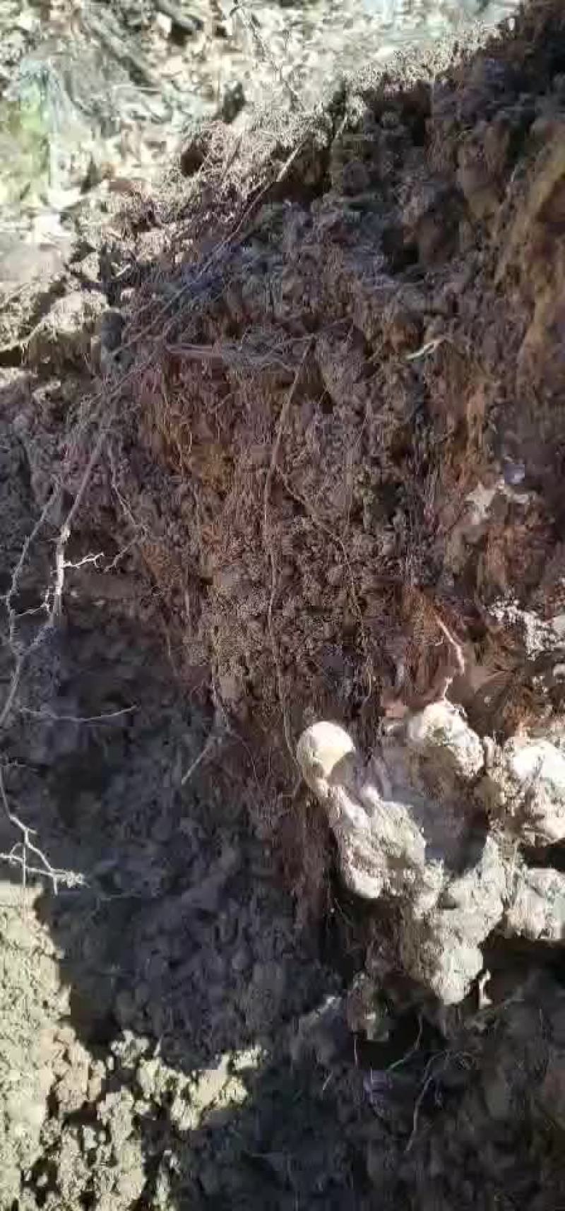 野猪苓