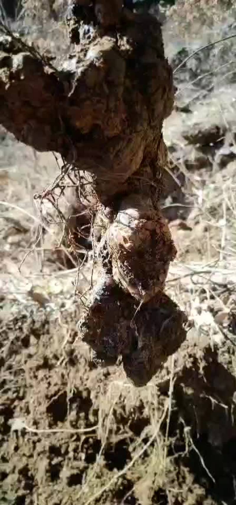 野猪苓