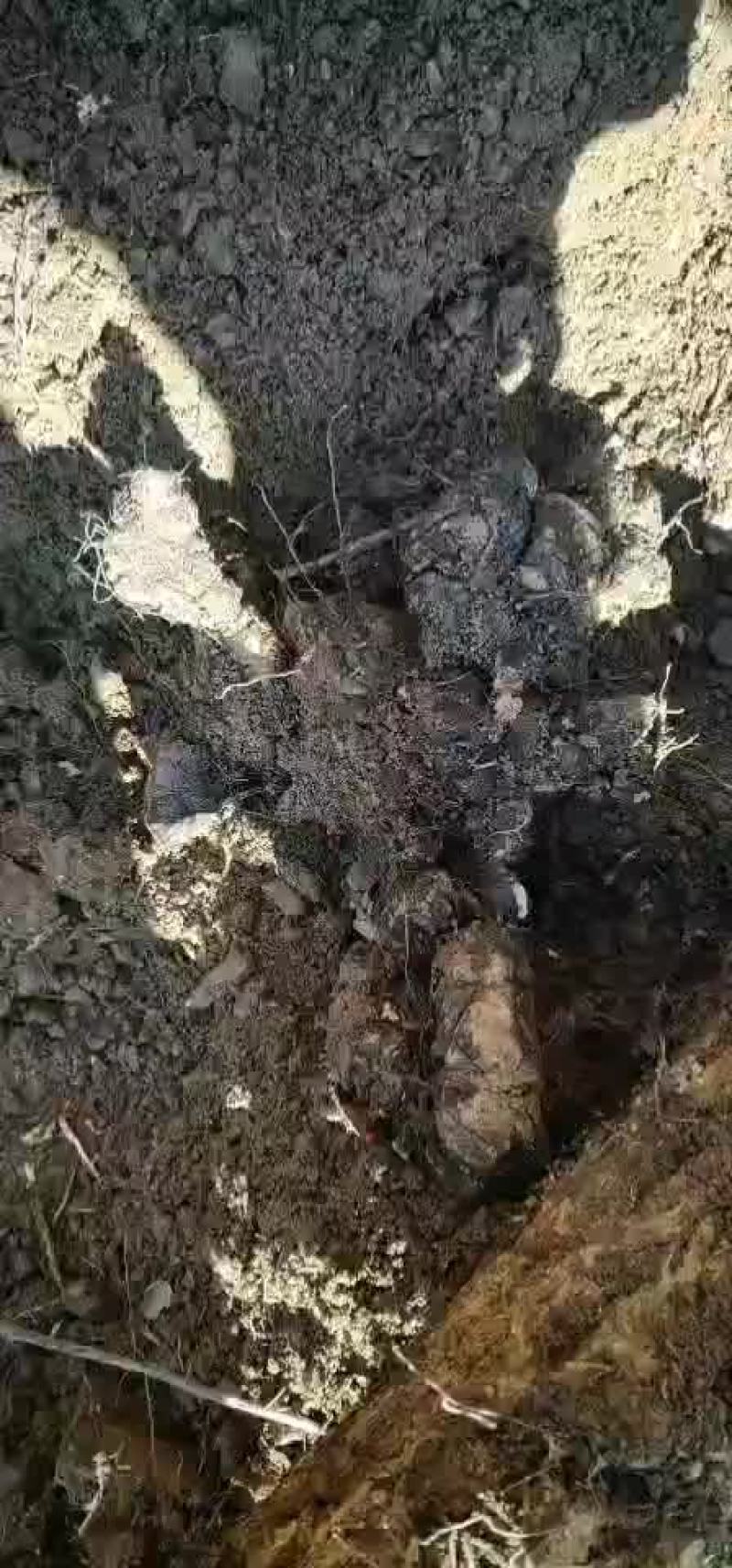 野猪苓