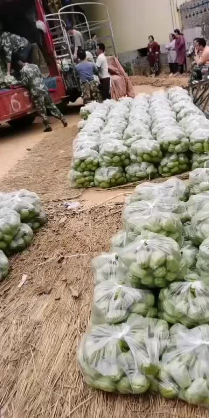 云南红河河口南溪佛手瓜