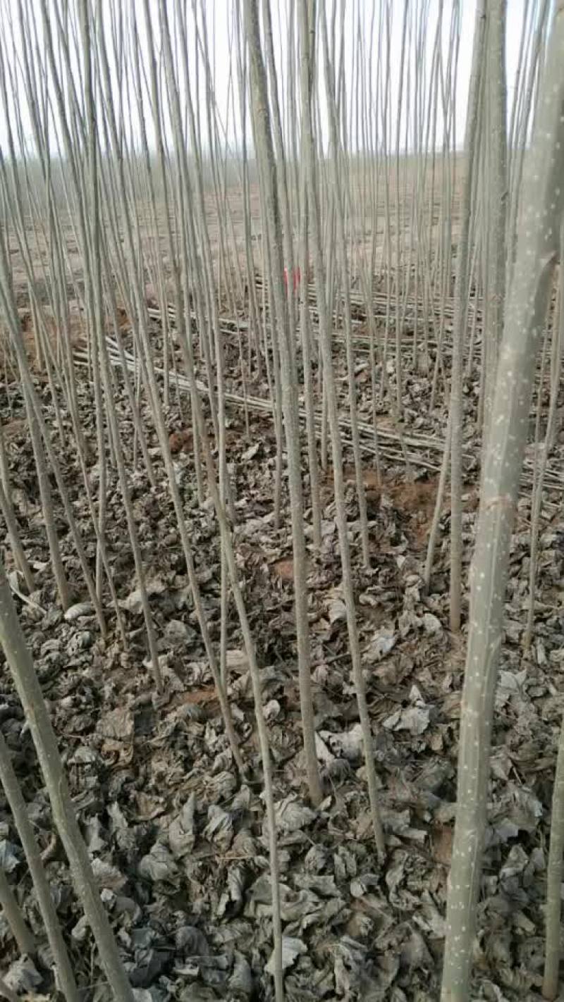 杨树苗基地出售米径1～3.5公分，2～5米高