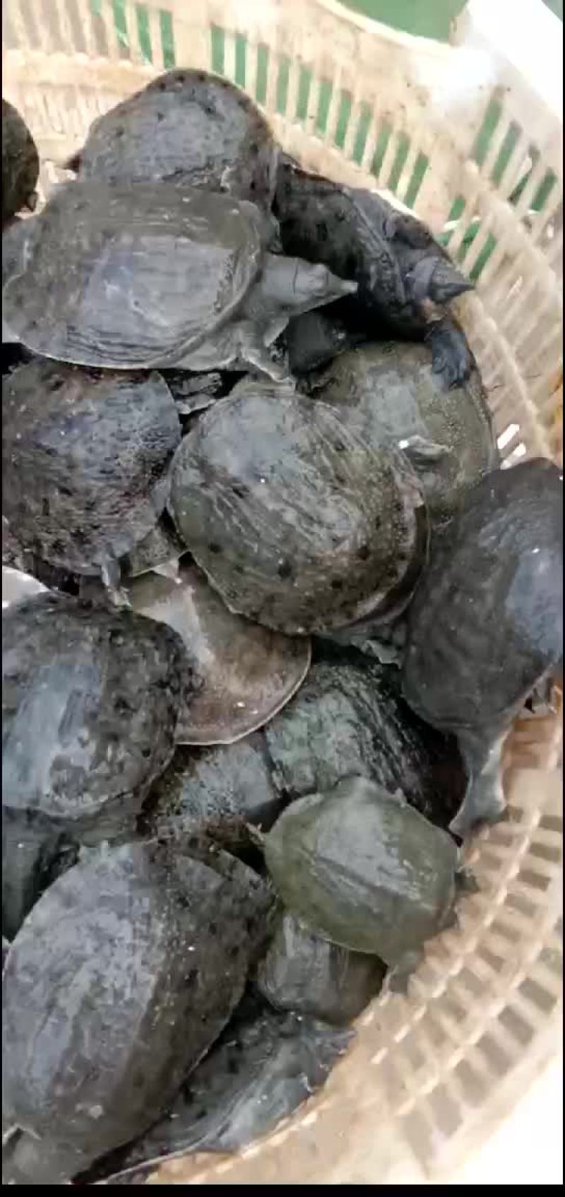 外塘甲鱼生态甲鱼黑花甲鱼