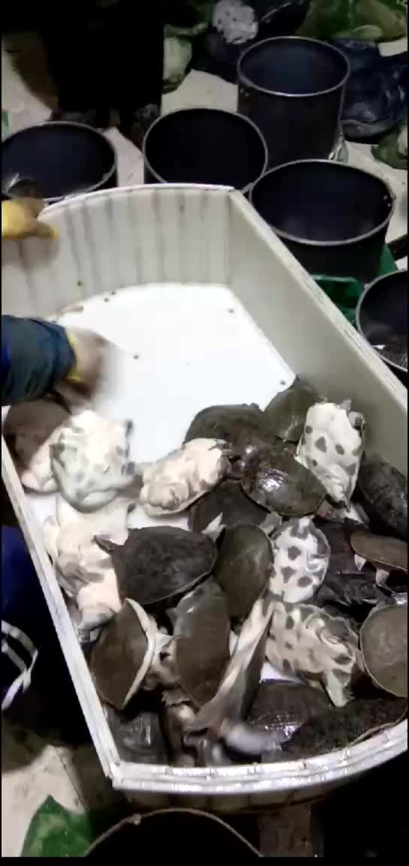 外塘甲鱼生态甲鱼黑花甲鱼