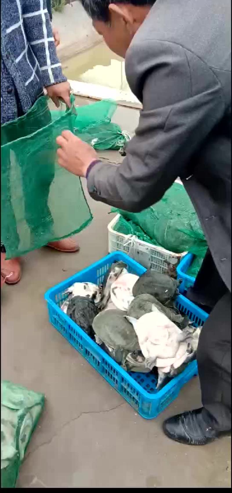 外塘甲鱼生态甲鱼黑花甲鱼