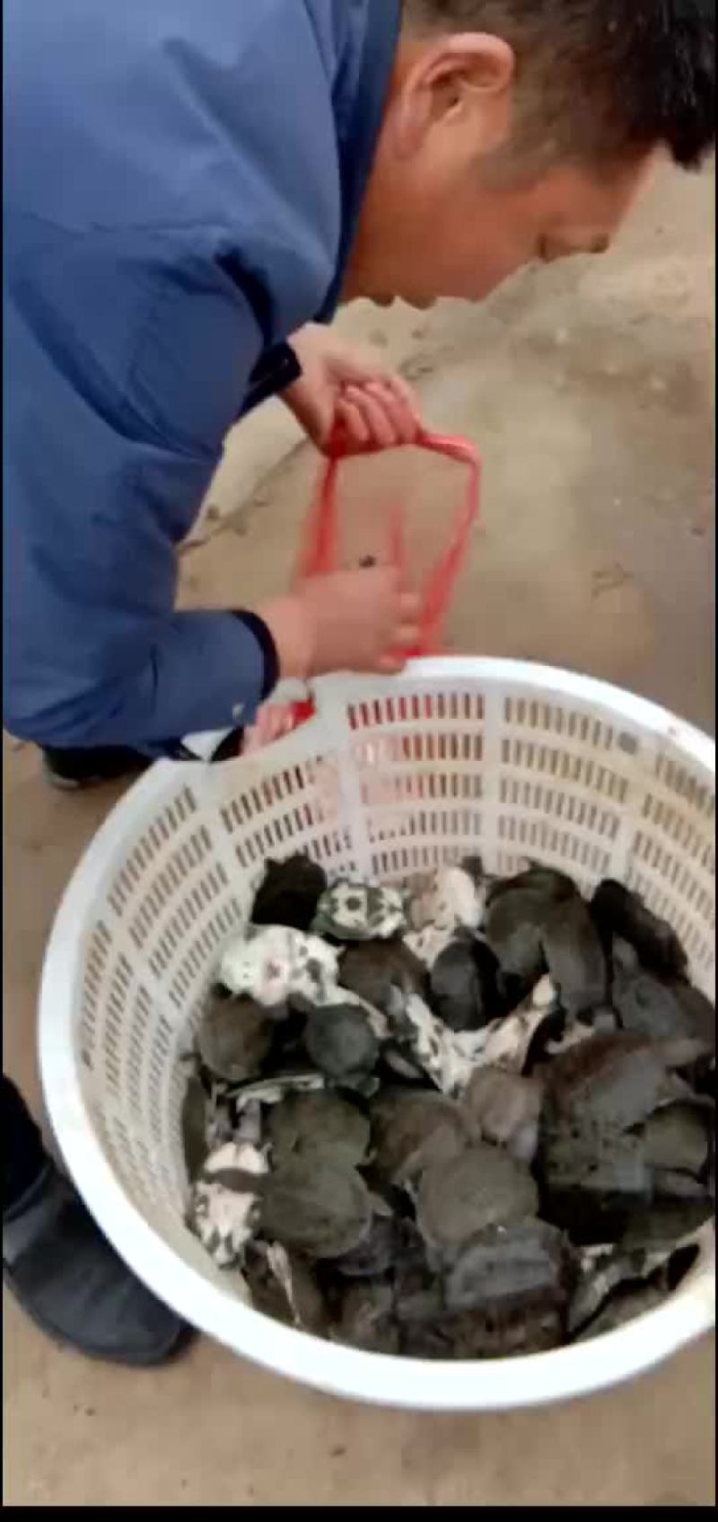 外塘甲鱼生态甲鱼黑花甲鱼