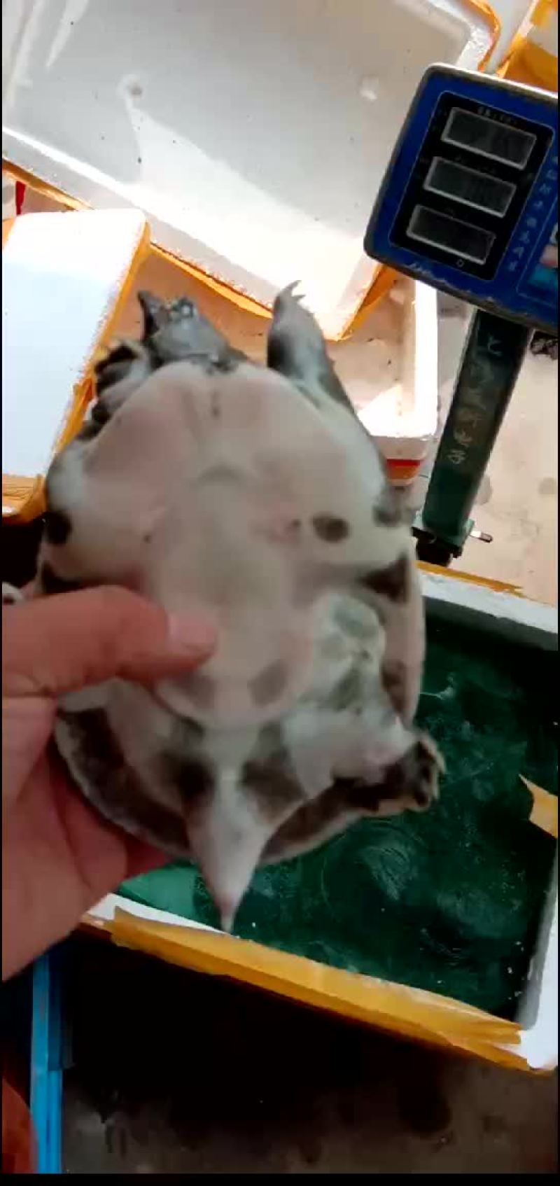 外塘甲鱼生态甲鱼黑花甲鱼