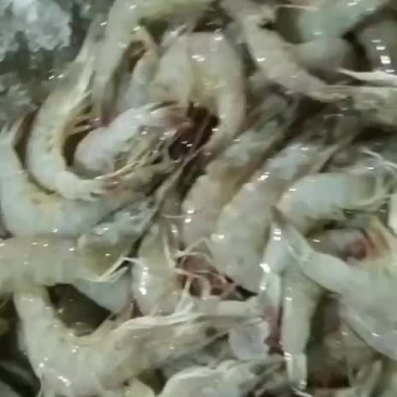 海虾