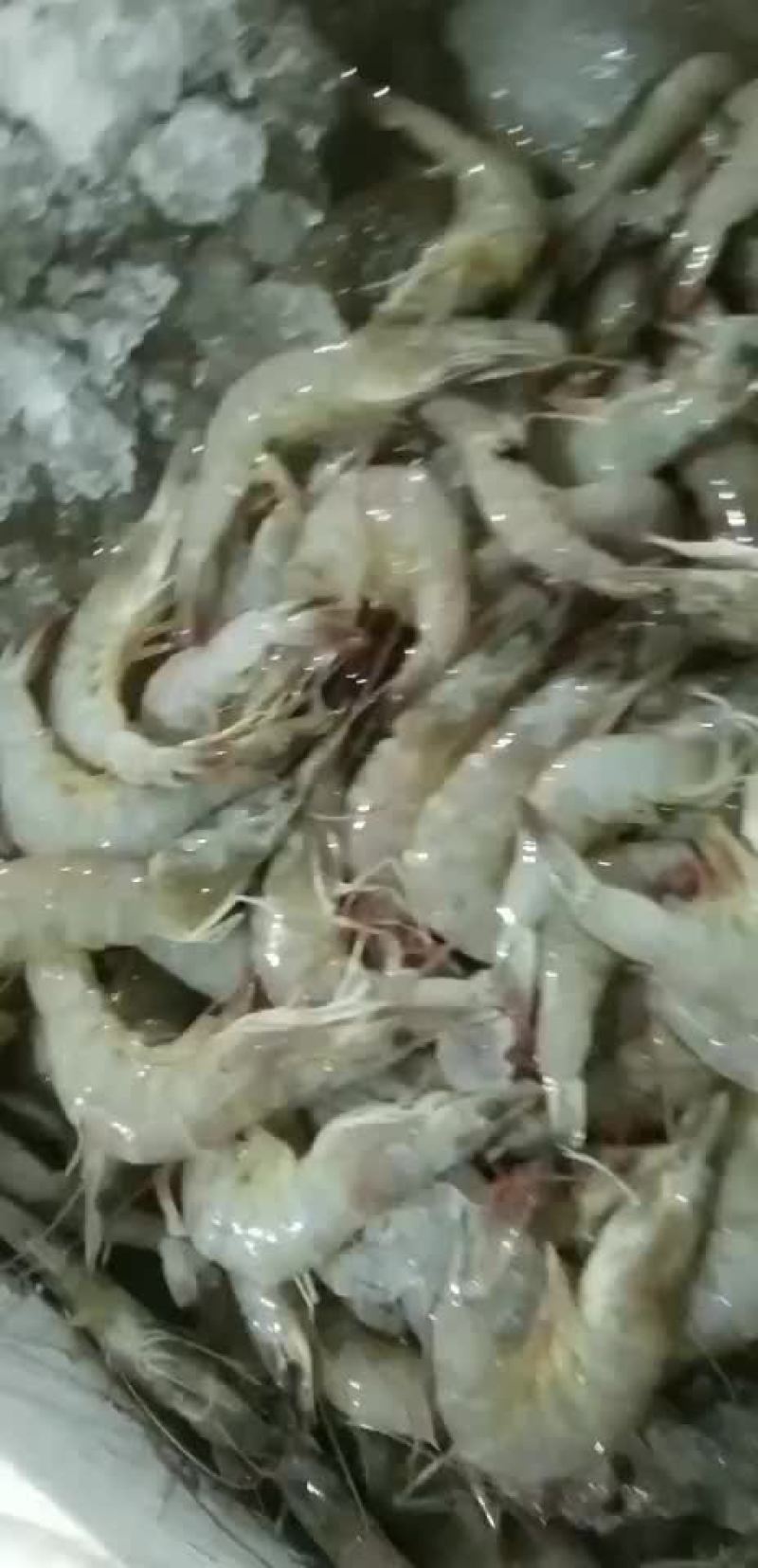 海虾