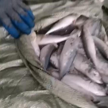 饲料台鲅鱼200多吨