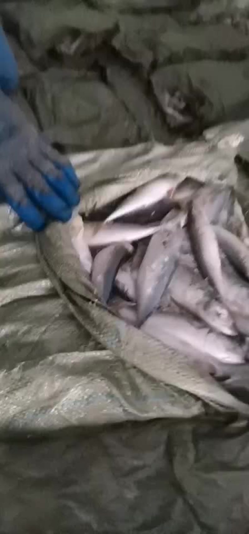 饲料台鲅鱼200多吨