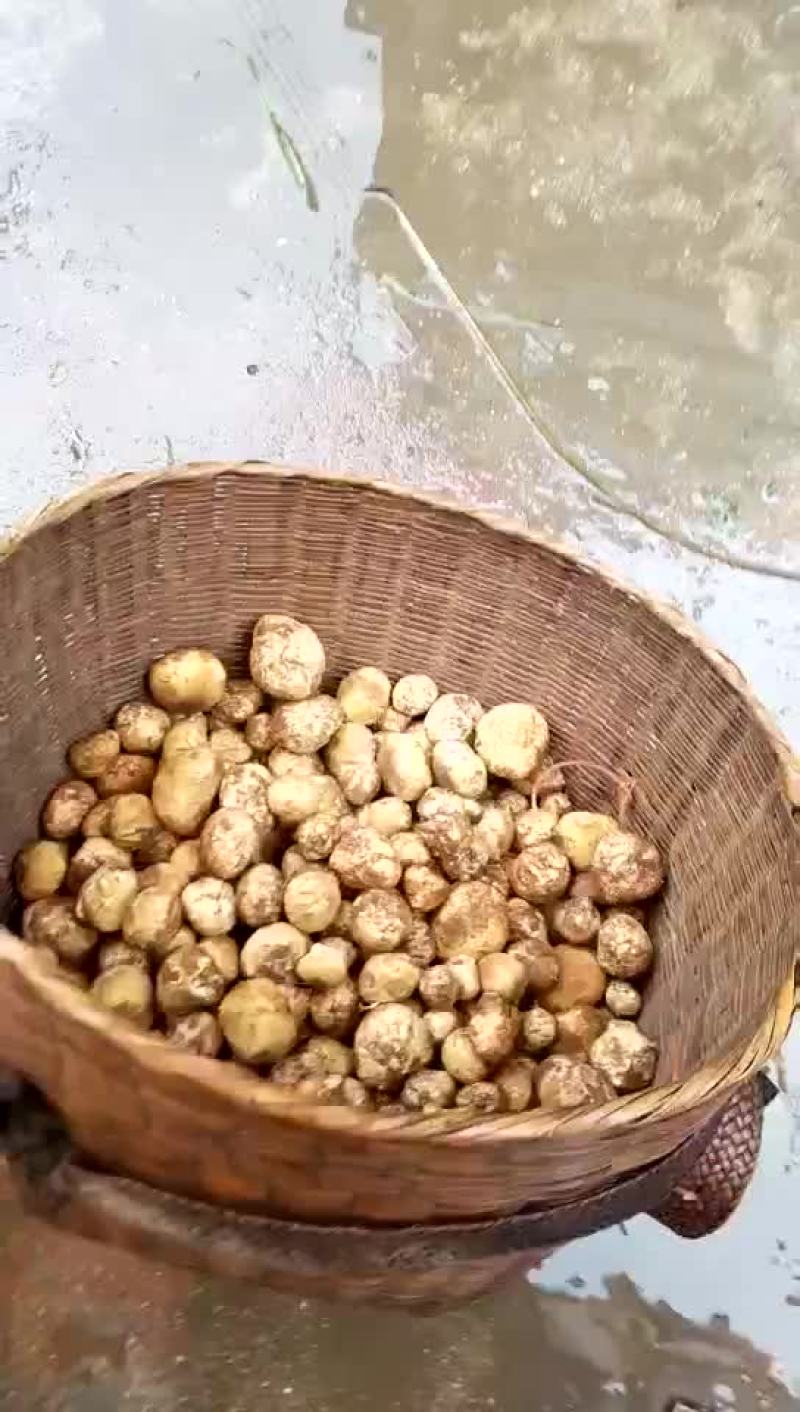 野生菌，没有中间商，易保存！