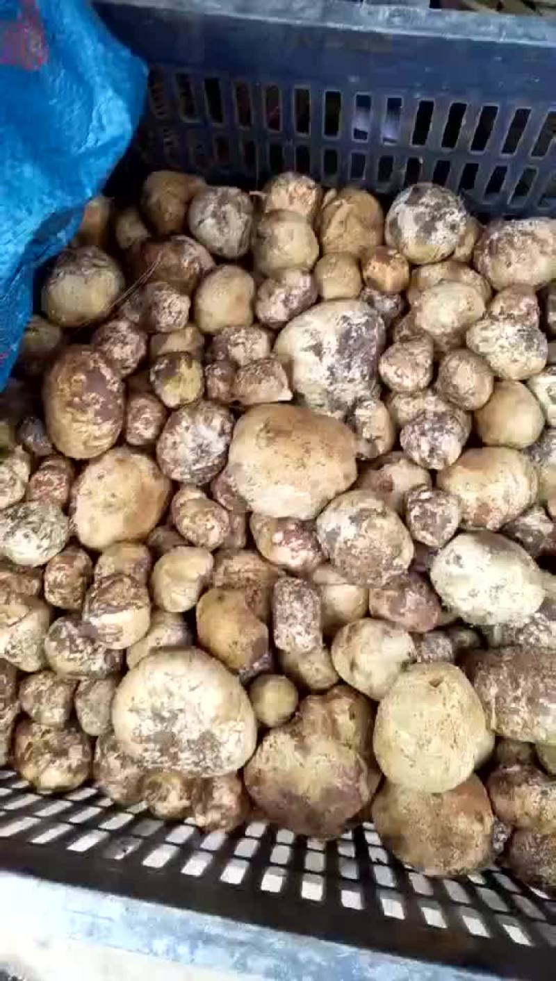 野生菌，没有中间商，易保存！