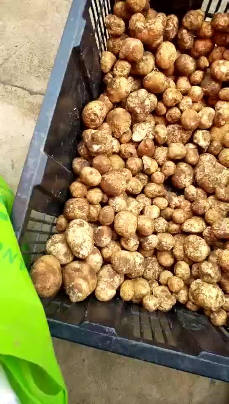 野生菌，没有中间商，易保存！
