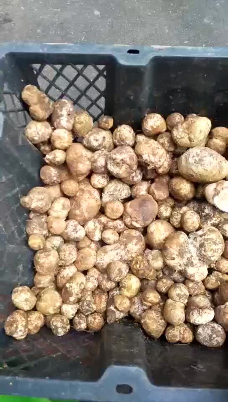 野生菌，没有中间商，易保存！