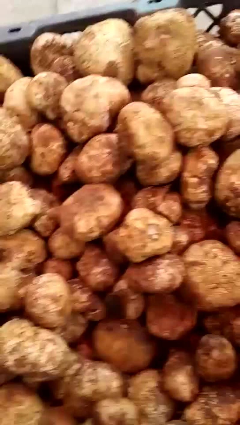 野生菌，没有中间商，易保存！